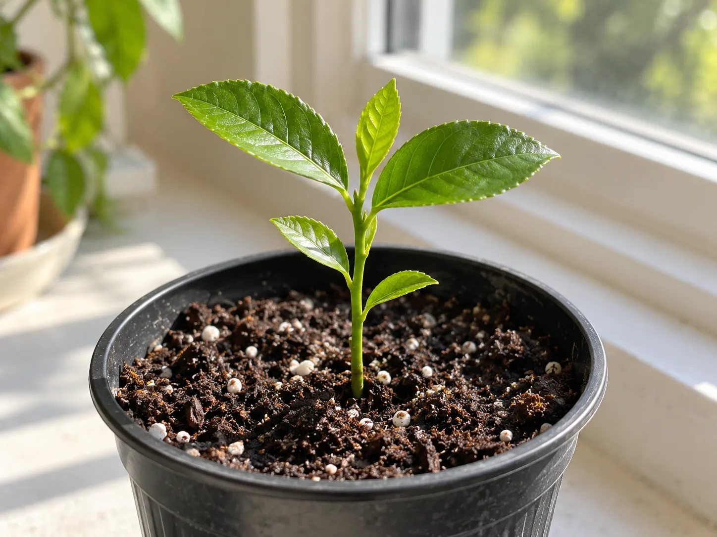 A newly emerged lemon seedling growing in airy potting mix near a bright window.