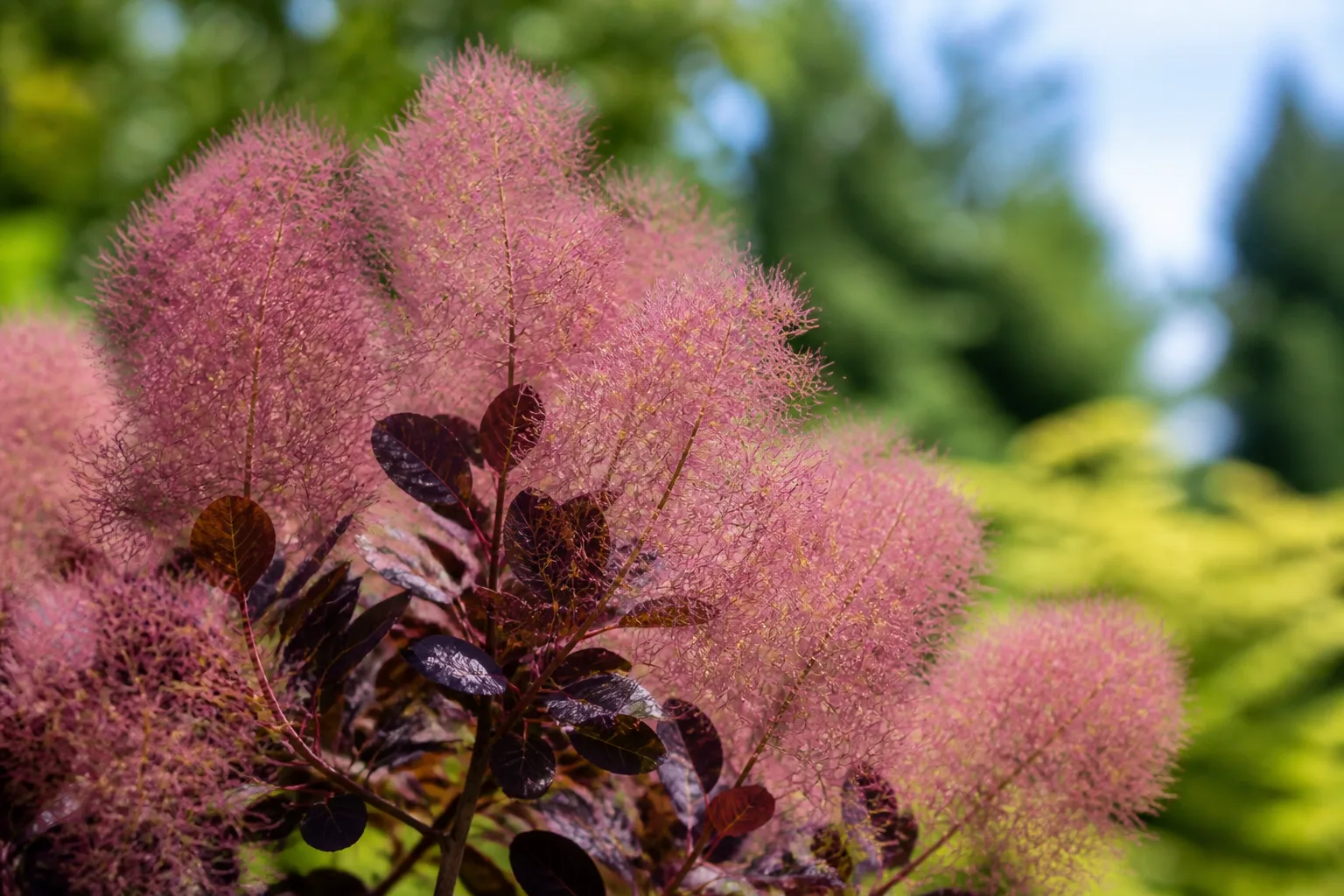 Close-up of smoke bush Cotinus coggygria showing airy smoky pink-purple flower panicles above dark purple foliage in summer sun