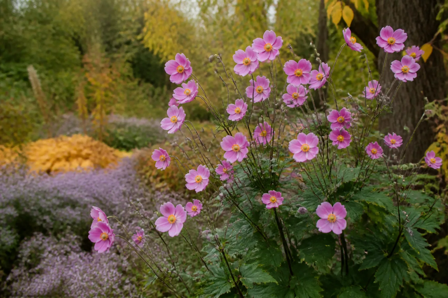 Japanese anemone with pale pink fall flowers in a partial-shade cottage border