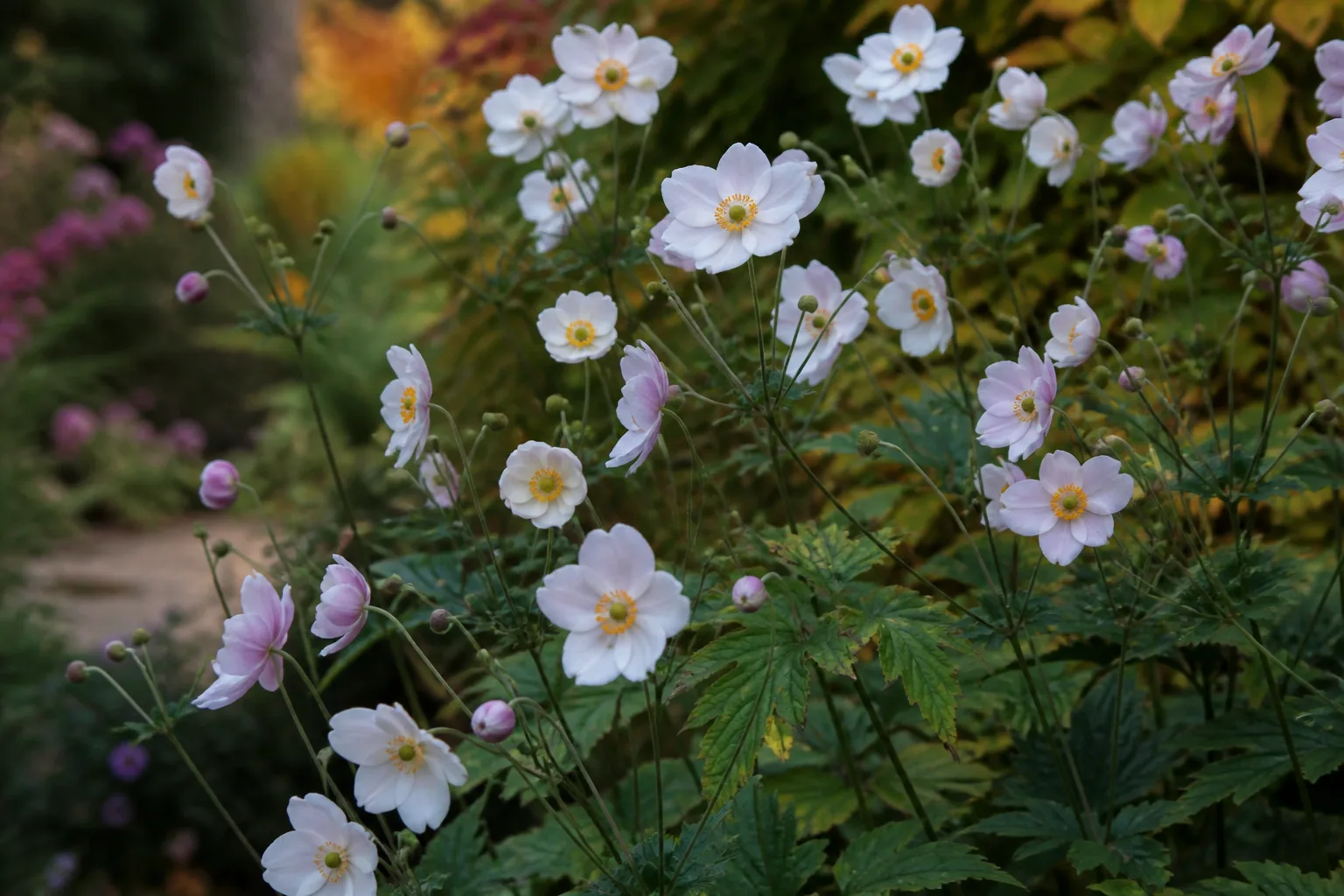 White Japanese anemone flowers blooming on tall stems in a partly shaded autumn garden border