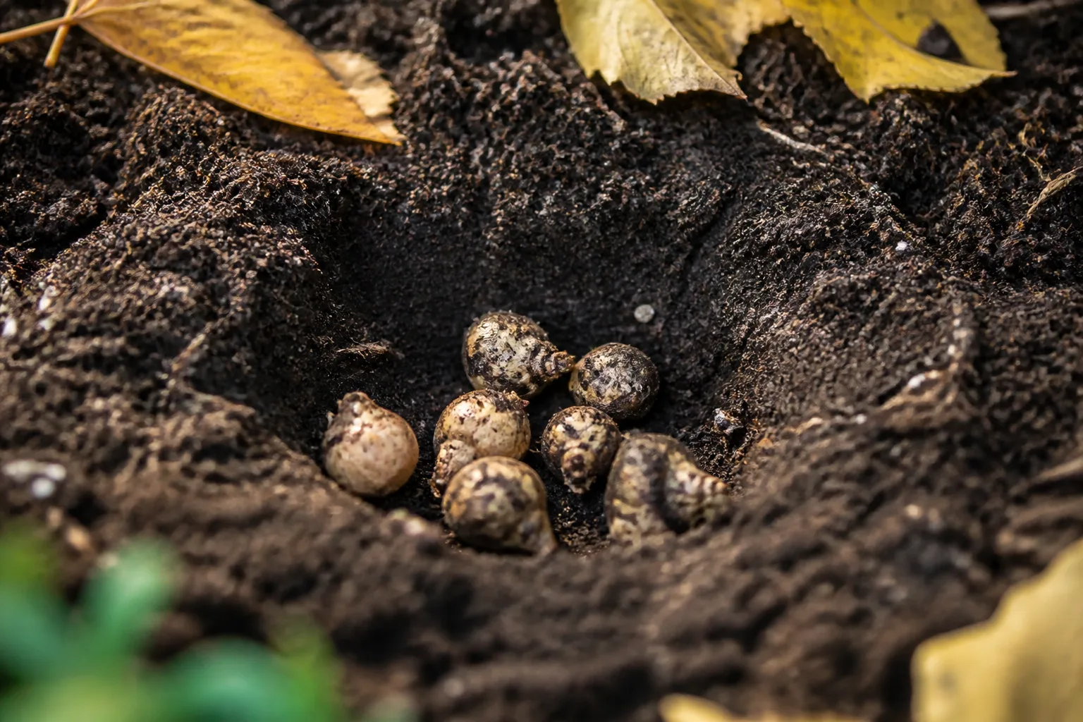 Anemone corms nestled in prepared garden soil at fall planting depth in a garden bed