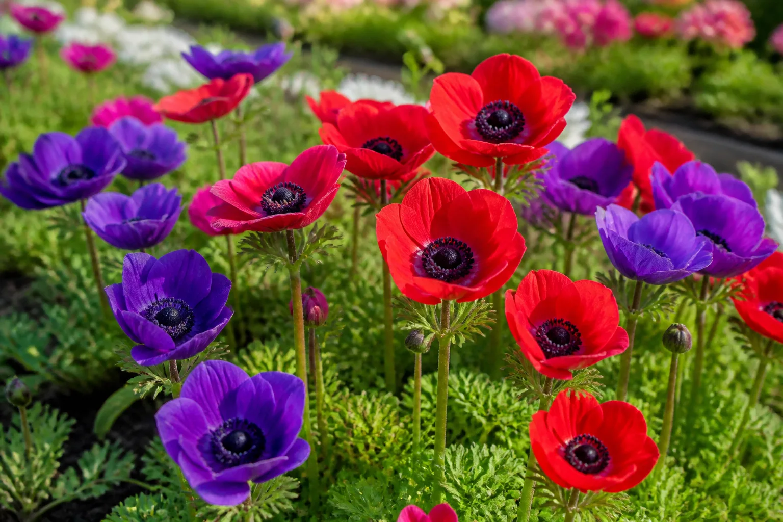 Spring perennial border with early-blooming flowers and fresh green foliage in a sunny garden bed