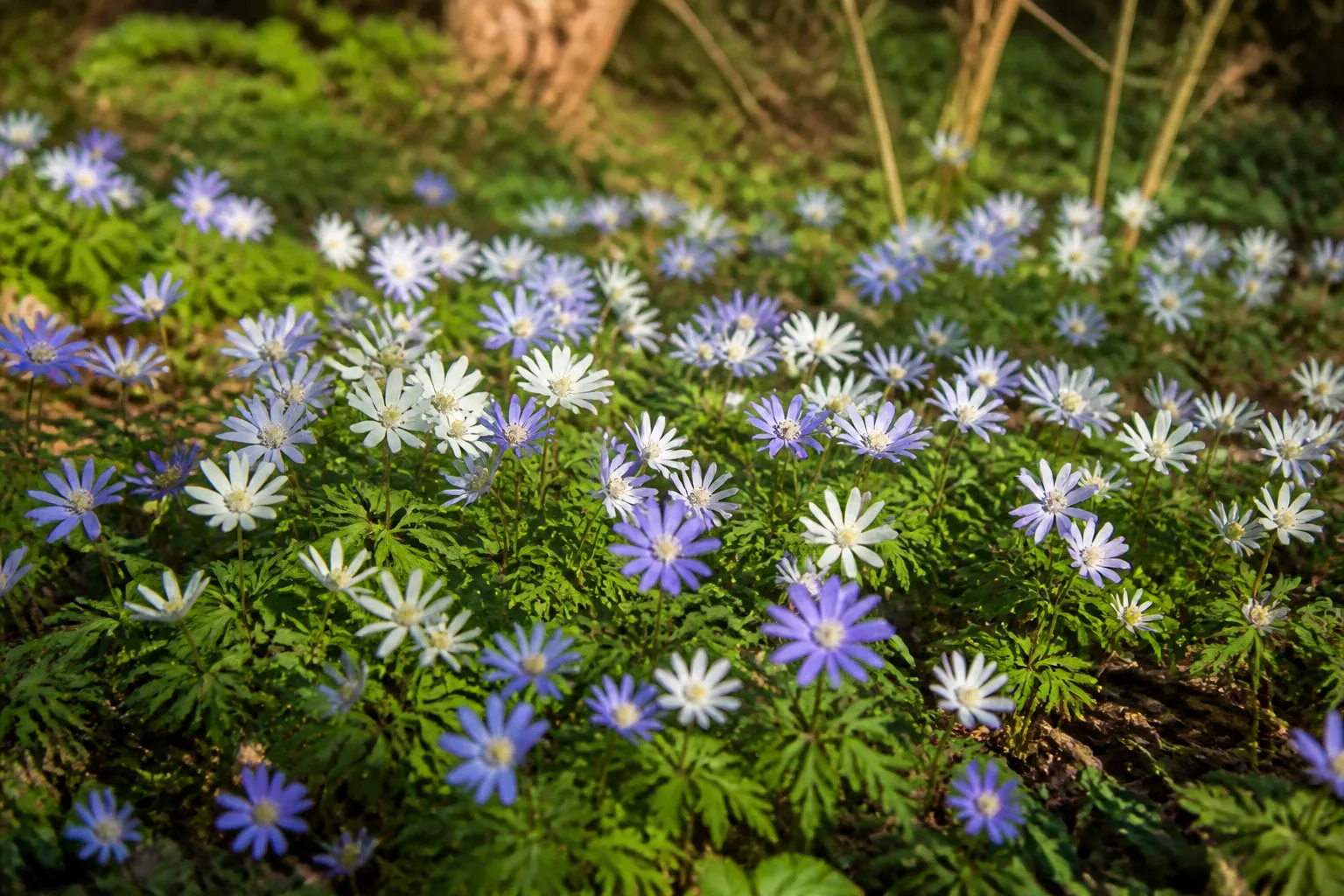 Low blue and white Grecian windflower (Anemone blanda) carpeting a woodland edge in early spring