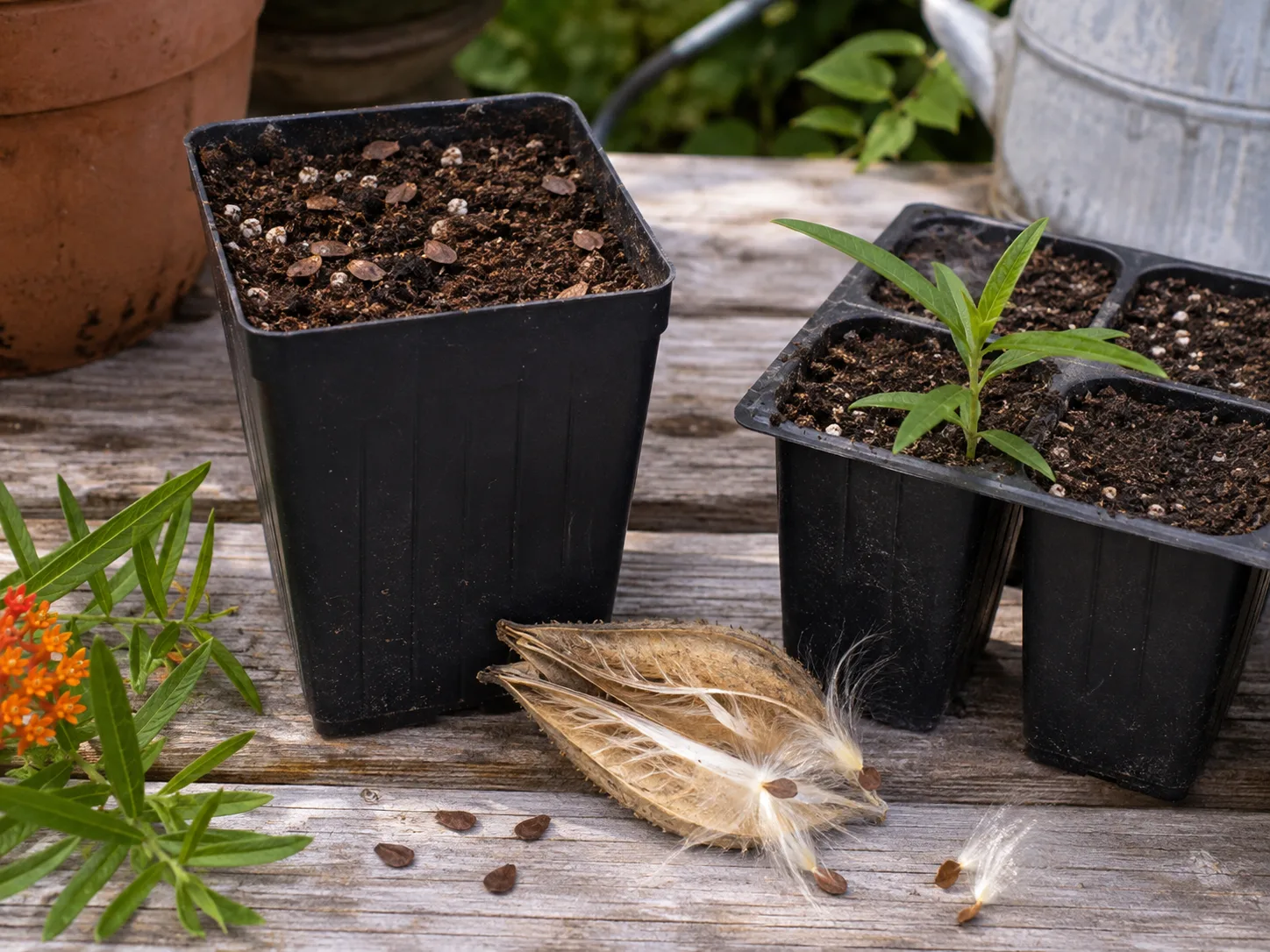 Butterfly weed seeds, a split seed pod, and a young seedling in a deep starter pot