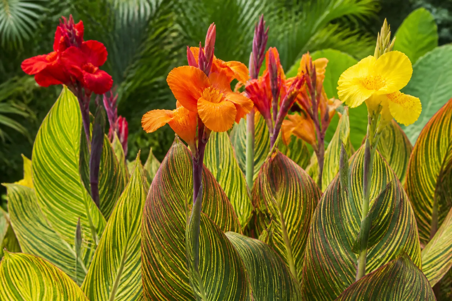 Orange, red, and yellow canna lily flower spikes with variegated striped foliage in a tropical summer border