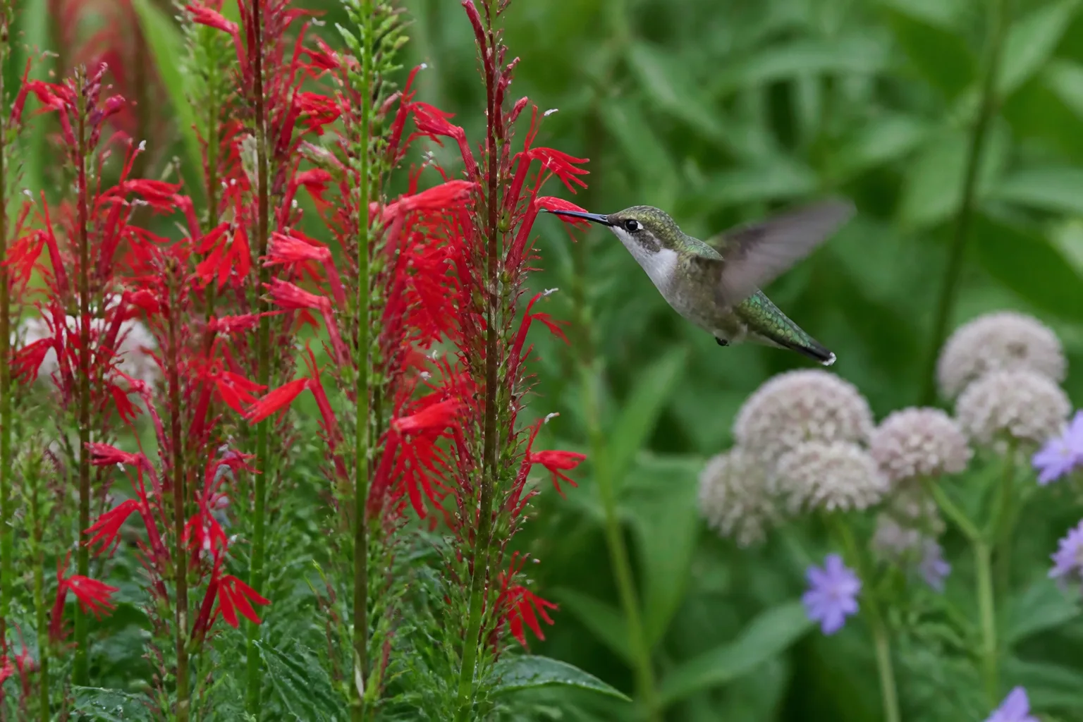 Ruby-throated hummingbird feeding on scarlet cardinal flower tubular blooms in a moist pollinator garden