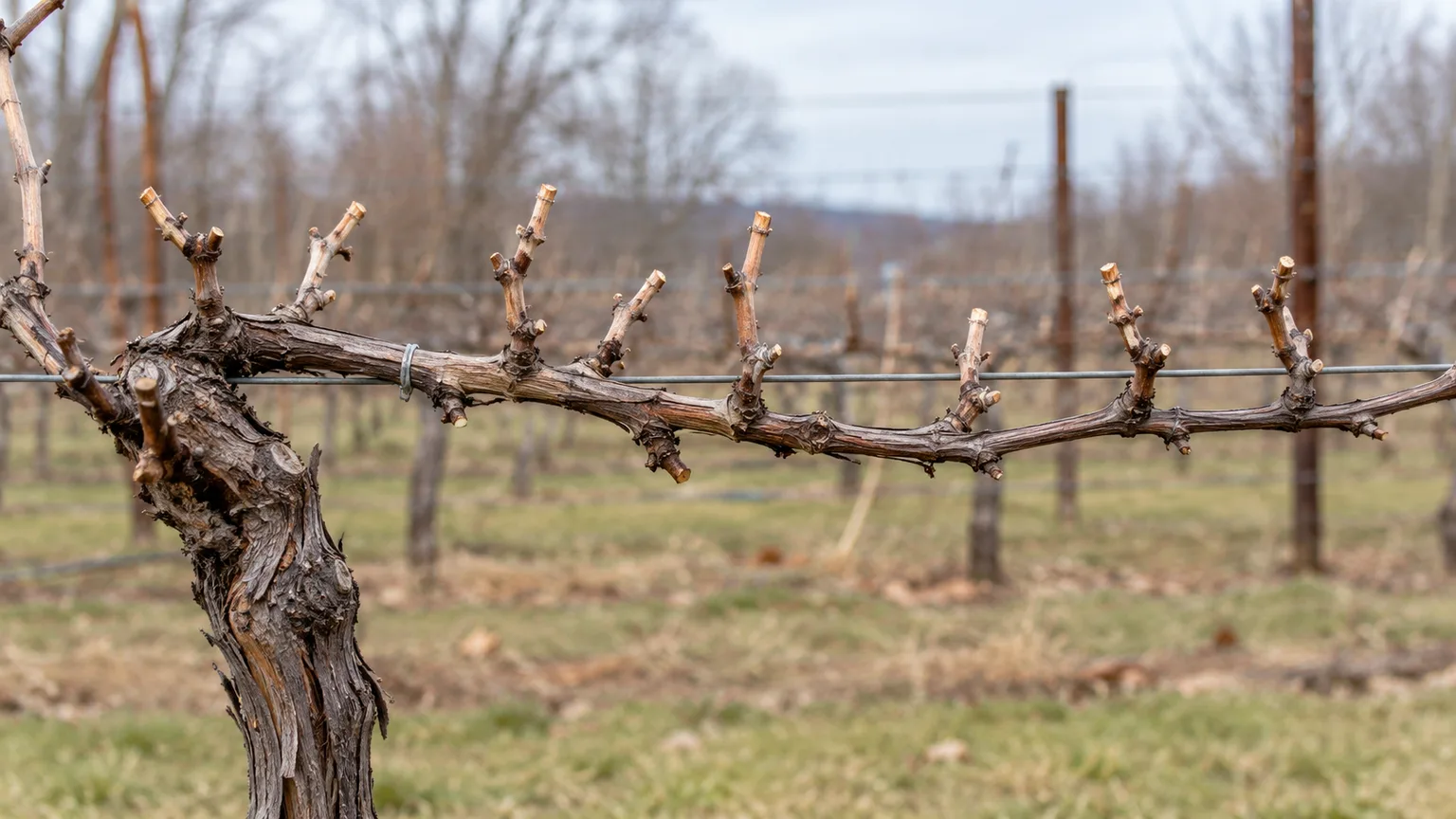 Dormant grapevine cordon with short fruiting spurs on a wire trellis
