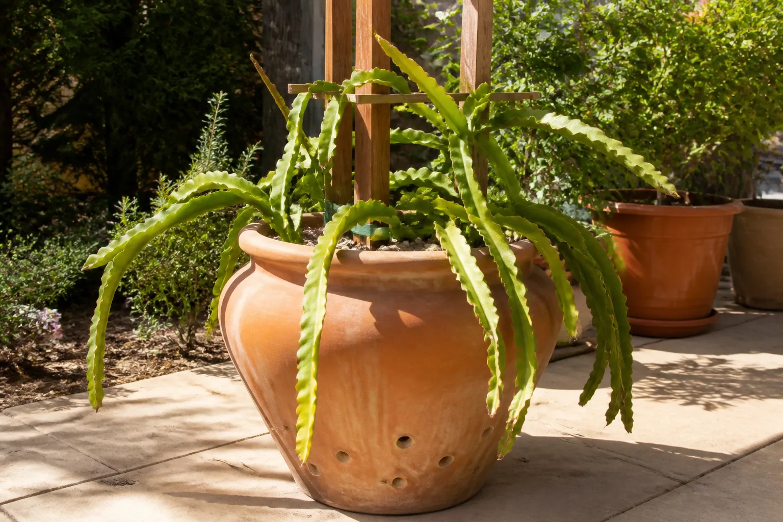 Large terracotta container on a patio with dragon fruit cactus growing up a wooden trellis post