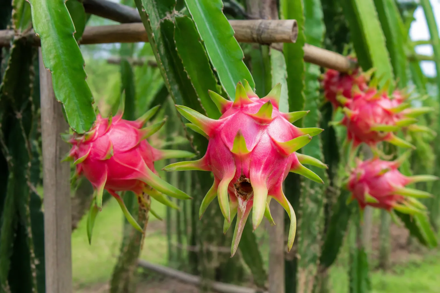 Ripe pink dragon fruits with green scale tips hanging from cactus stems on a backyard trellis