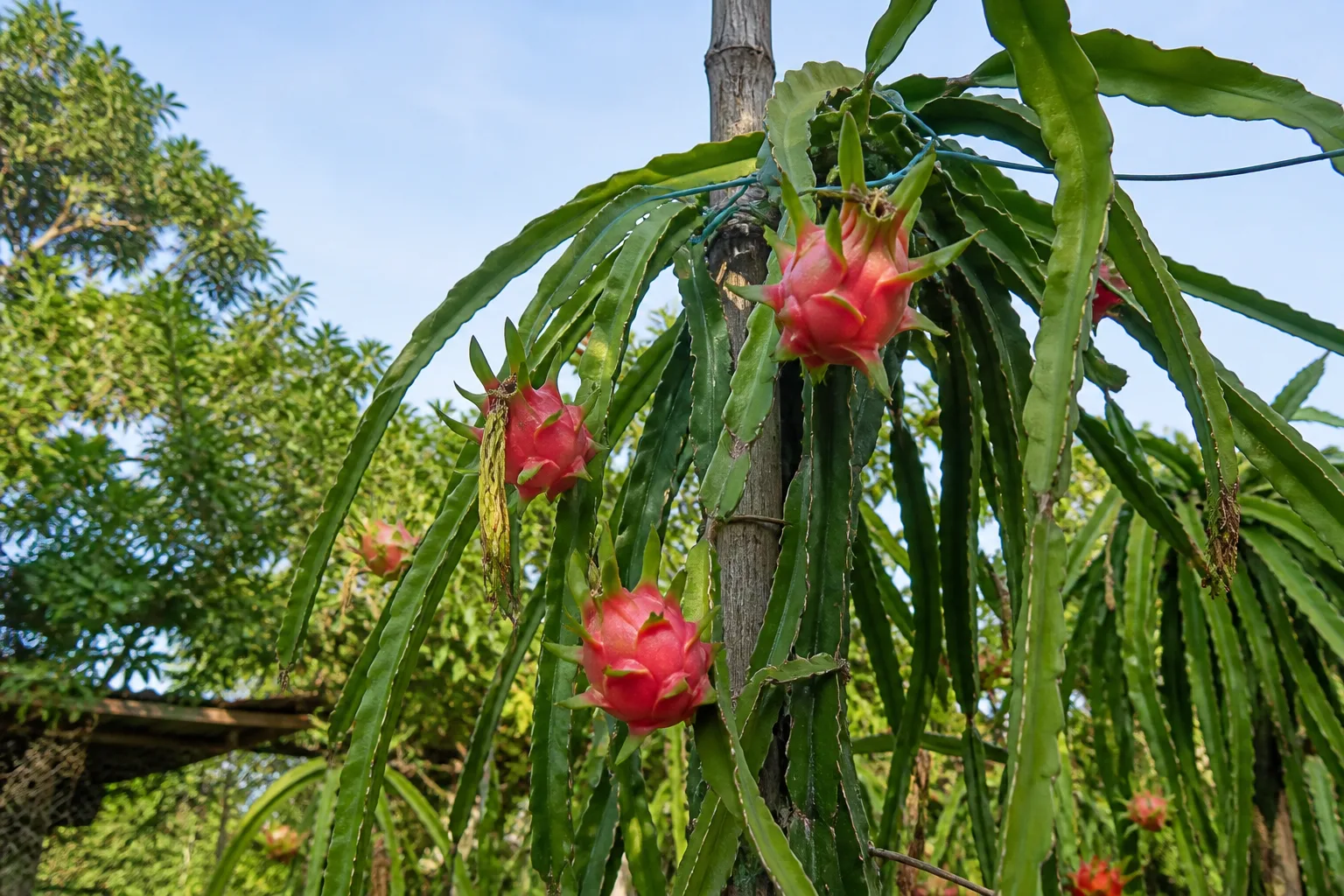 Dragon fruit cactus with pink ripe fruits climbing a wooden pole trellis in a warm backyard