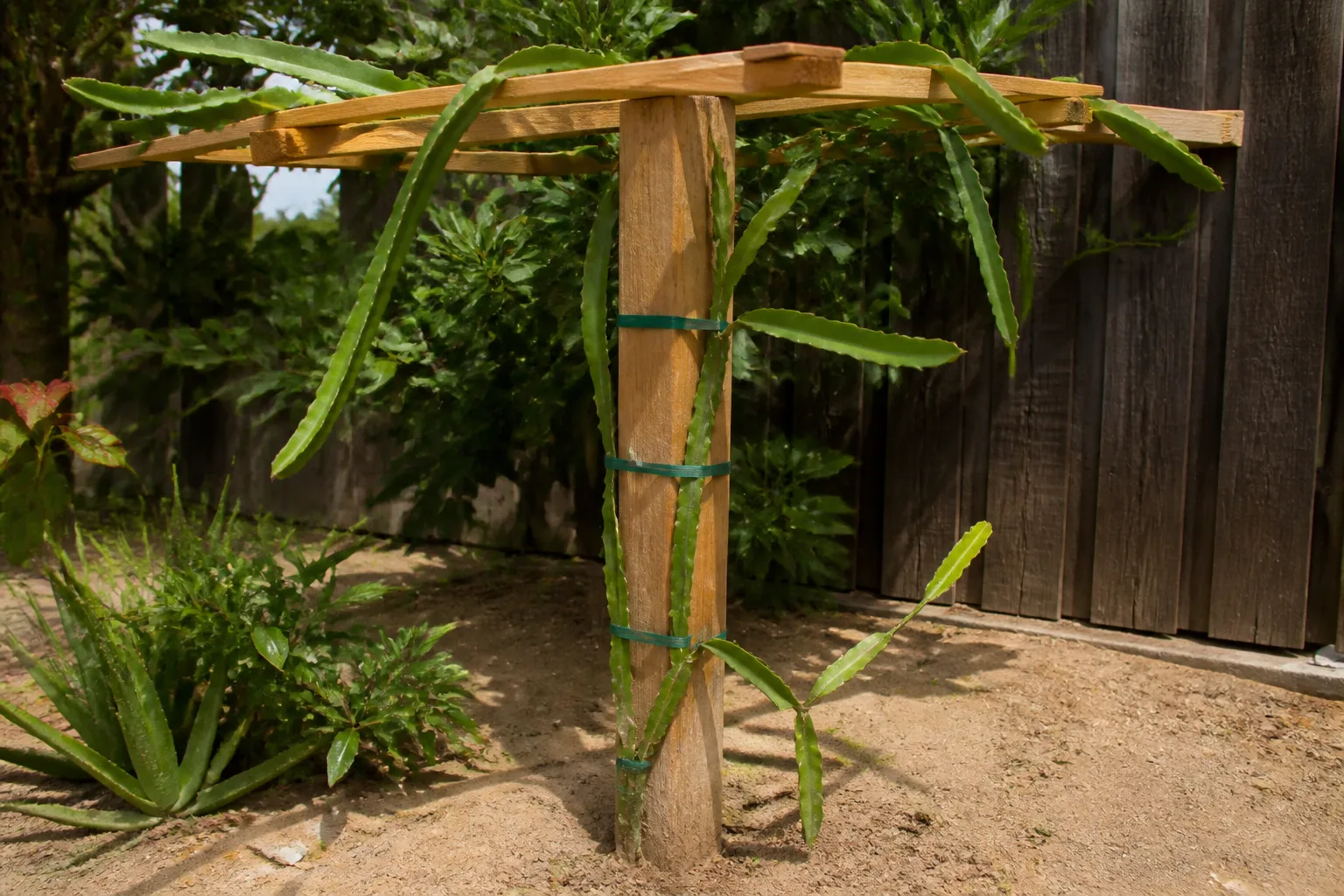 Wooden pole trellis with metal grid top supporting young green dragon fruit cactus stems