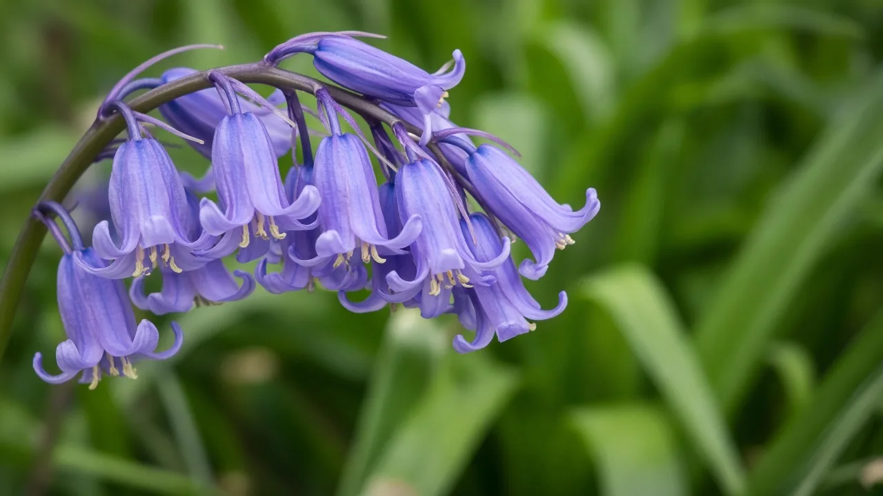 Nodding violet-blue English bluebell flowers on an arching stem with cream anthers