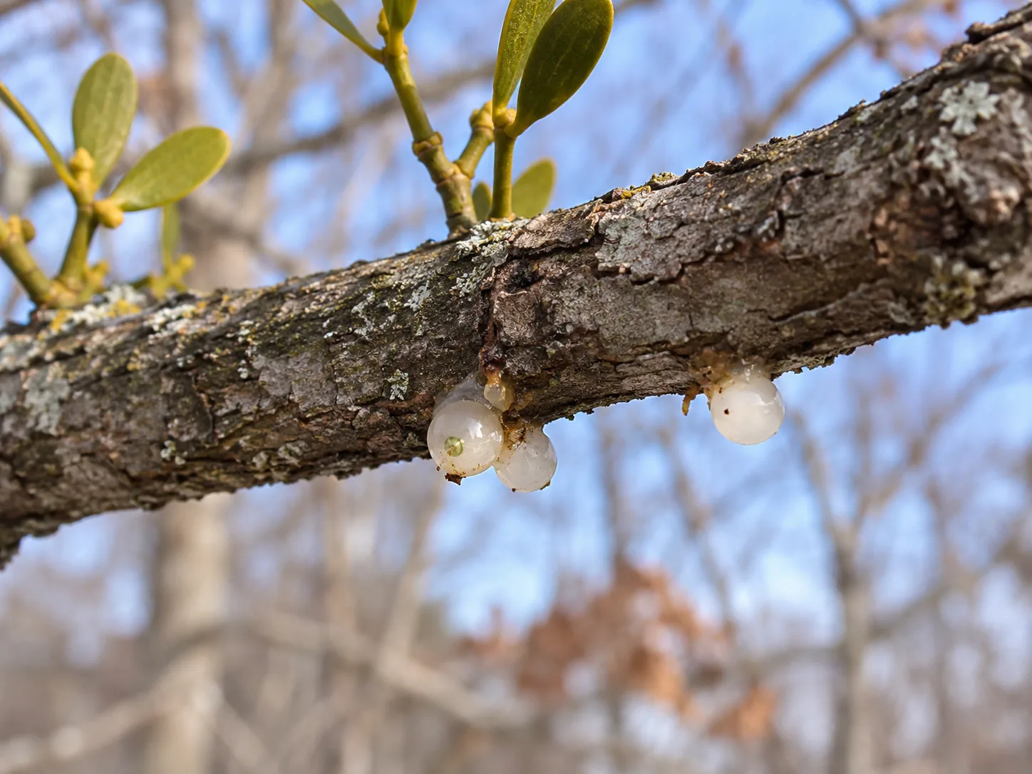 Fresh American mistletoe berries adhering to the underside of a slim oak branch