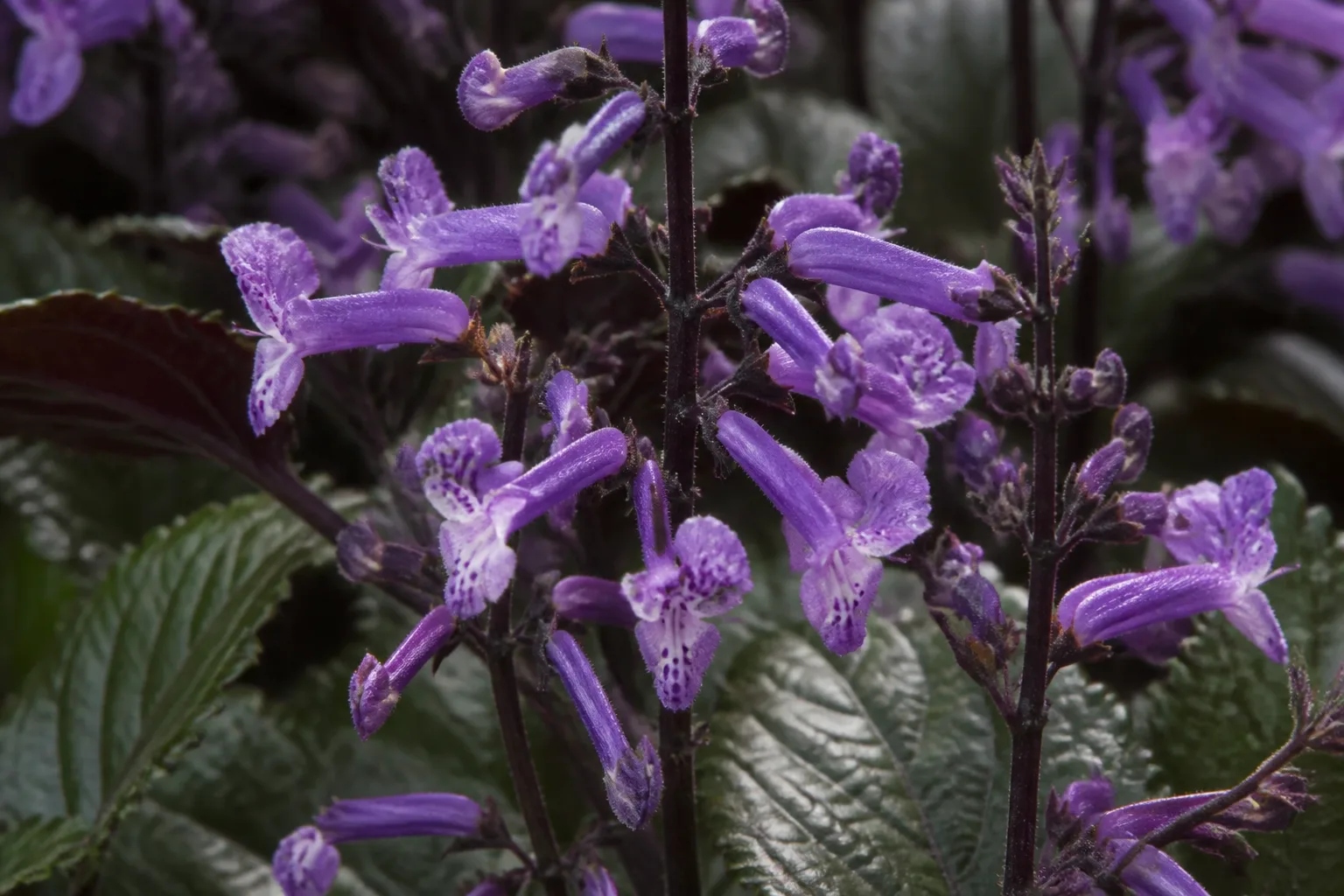 Close-up of Mona Lavender lavender-purple tubular flower spikes on upright purple stems