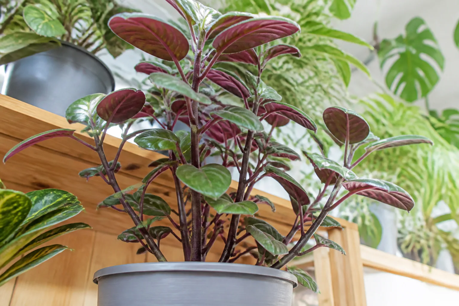 Mona Lavender Plectranthus foliage showing glossy green leaf tops and deep purple undersides on square purple stems