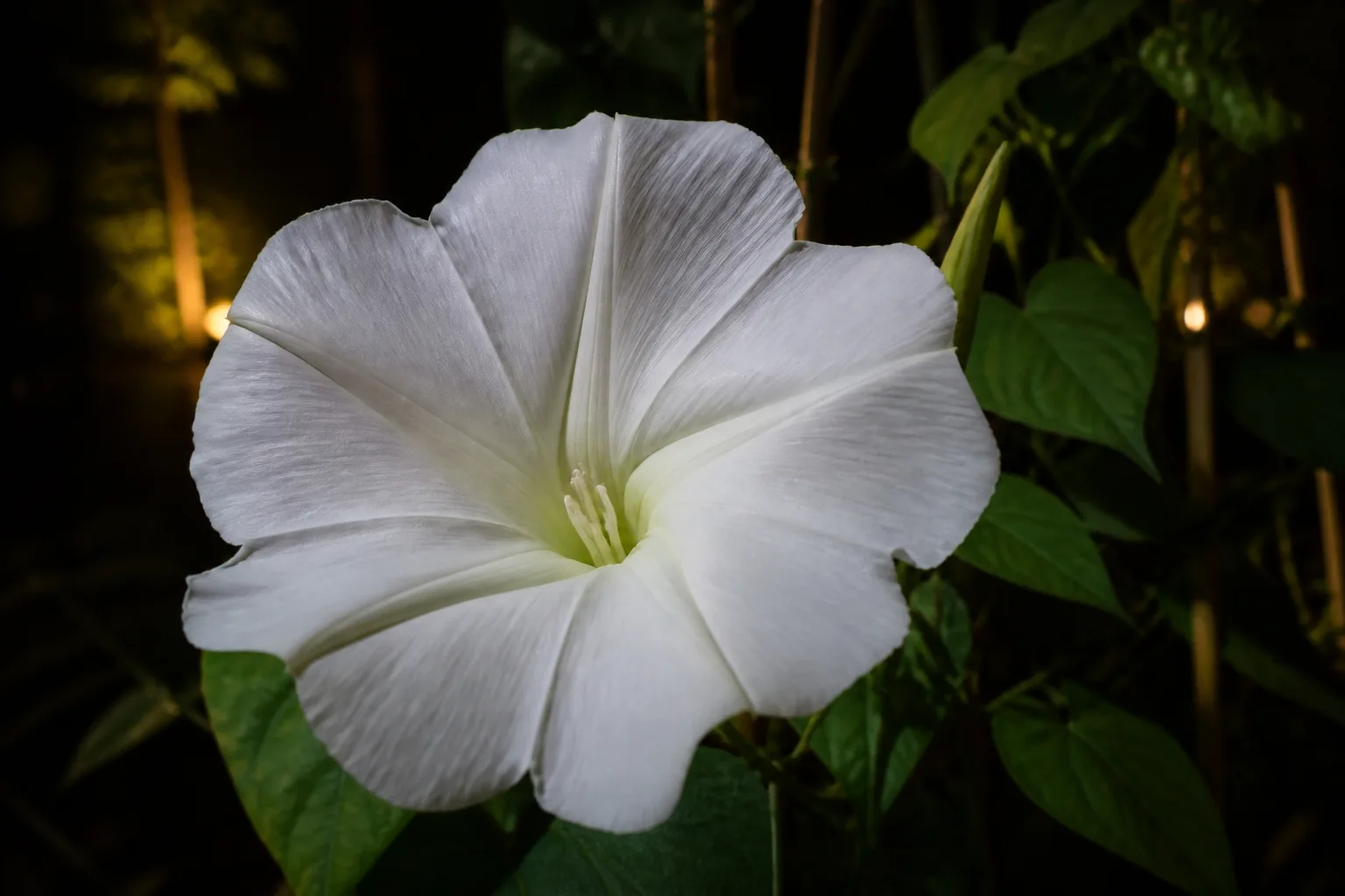 Large white moonflower trumpet bloom open at night with soft garden lighting on the petals