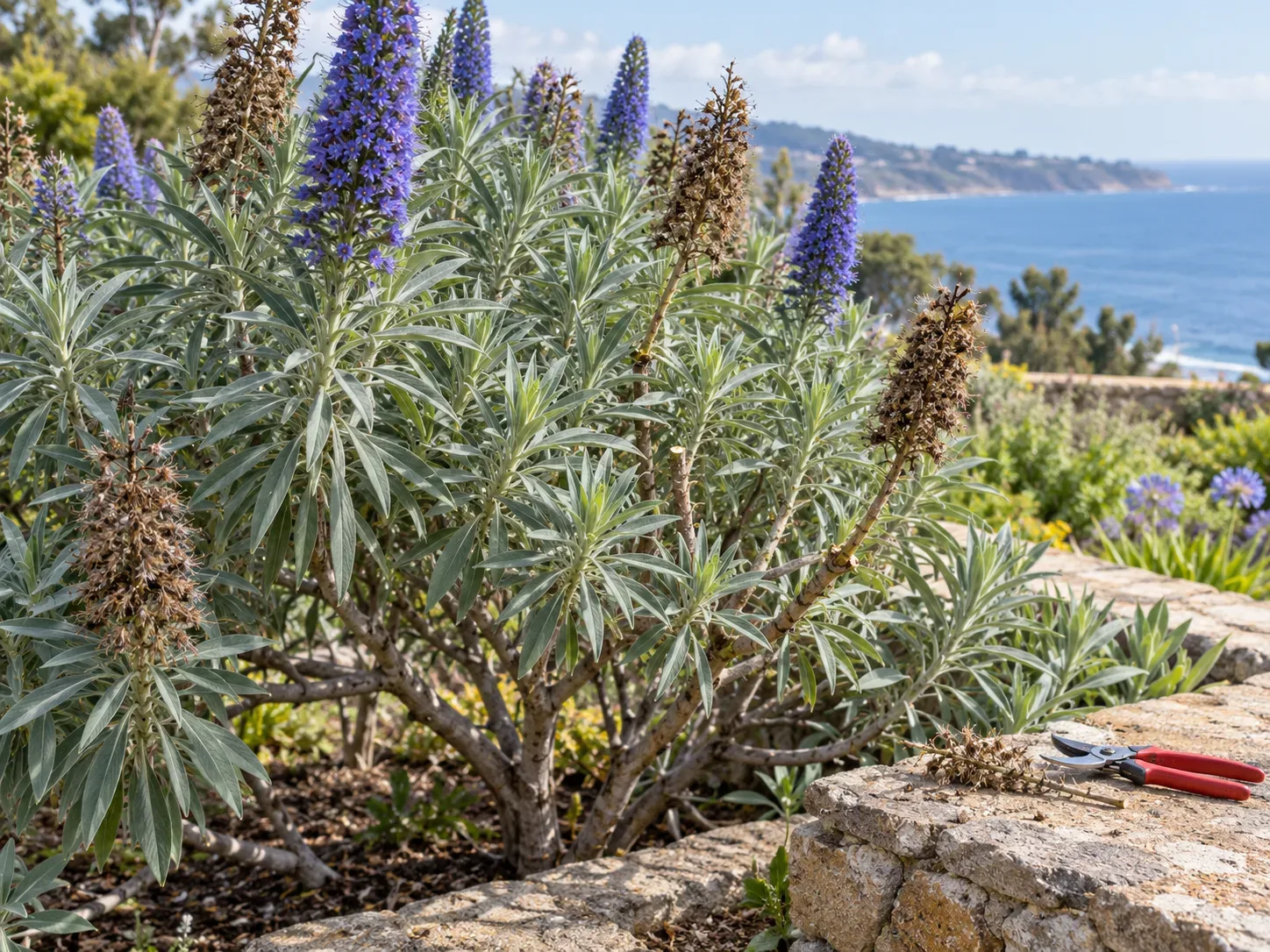 Pride of Madeira after flowering, with spent spikes selectively removed to limit seed spread