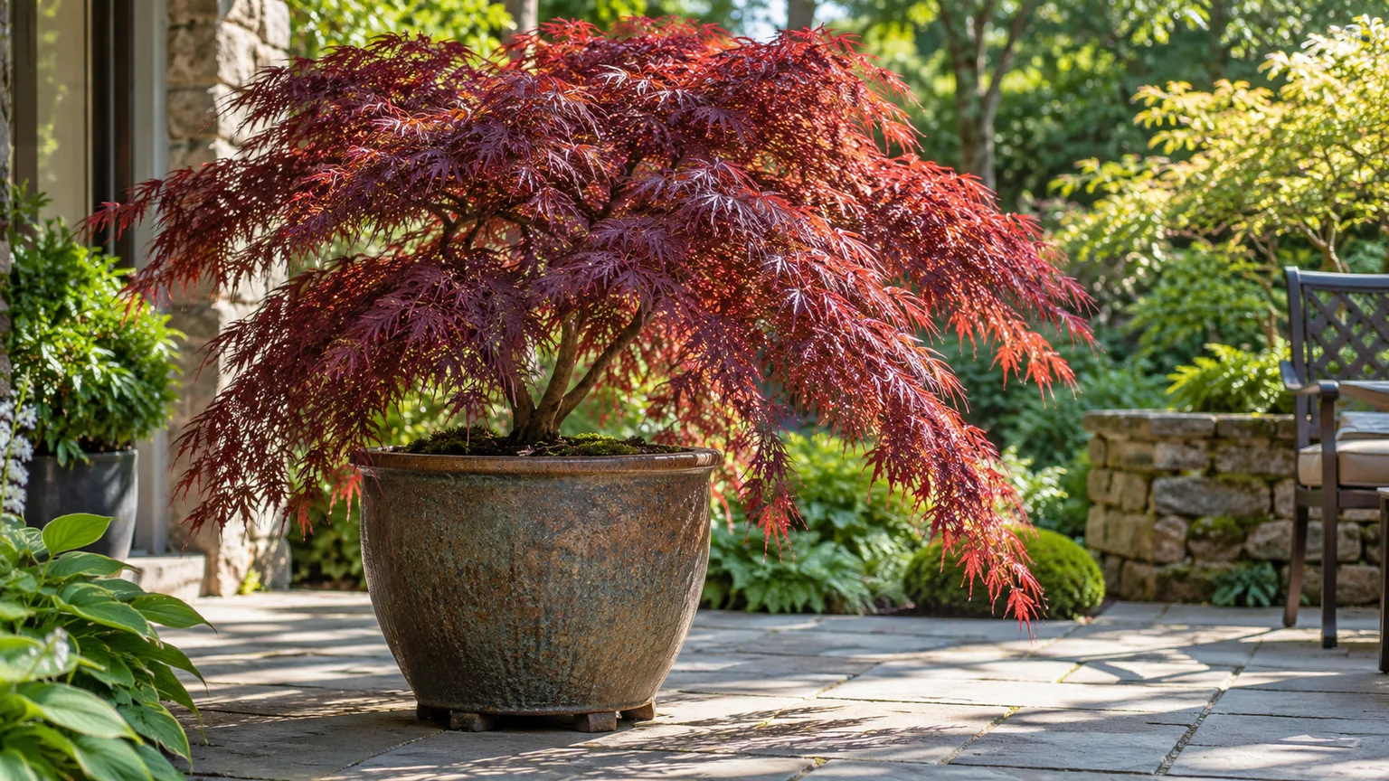 A red, cascading laceleaf Japanese maple in a large container on a sheltered patio, illustrating a practical pot size and bright filtered light