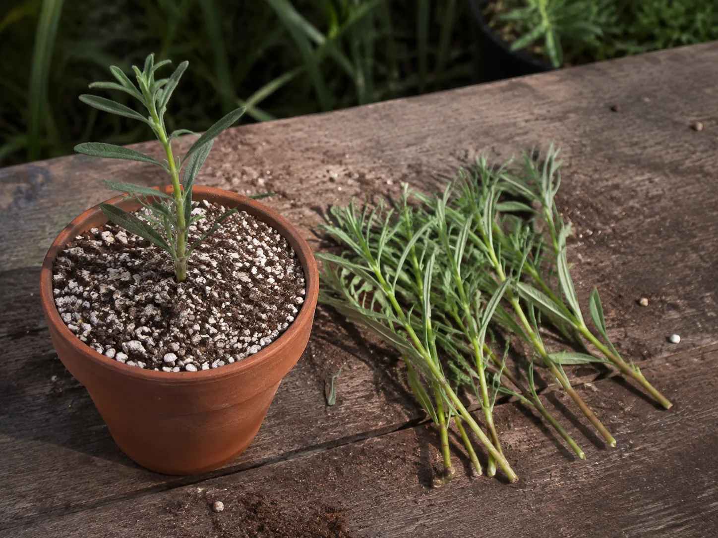 Mexican bush sage stem cuttings in a free-draining propagation mix