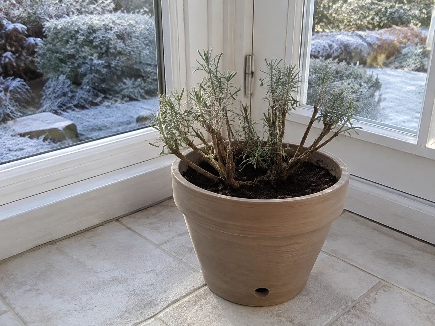 Potted Mexican bush sage protected indoors beside a bright window during frosty weather