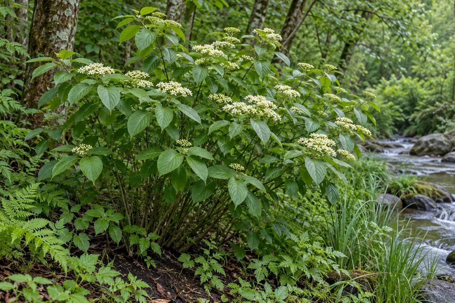 A naturally moist streamside bed shows the kind of damp garden setting suited to a wet-soil shrub.