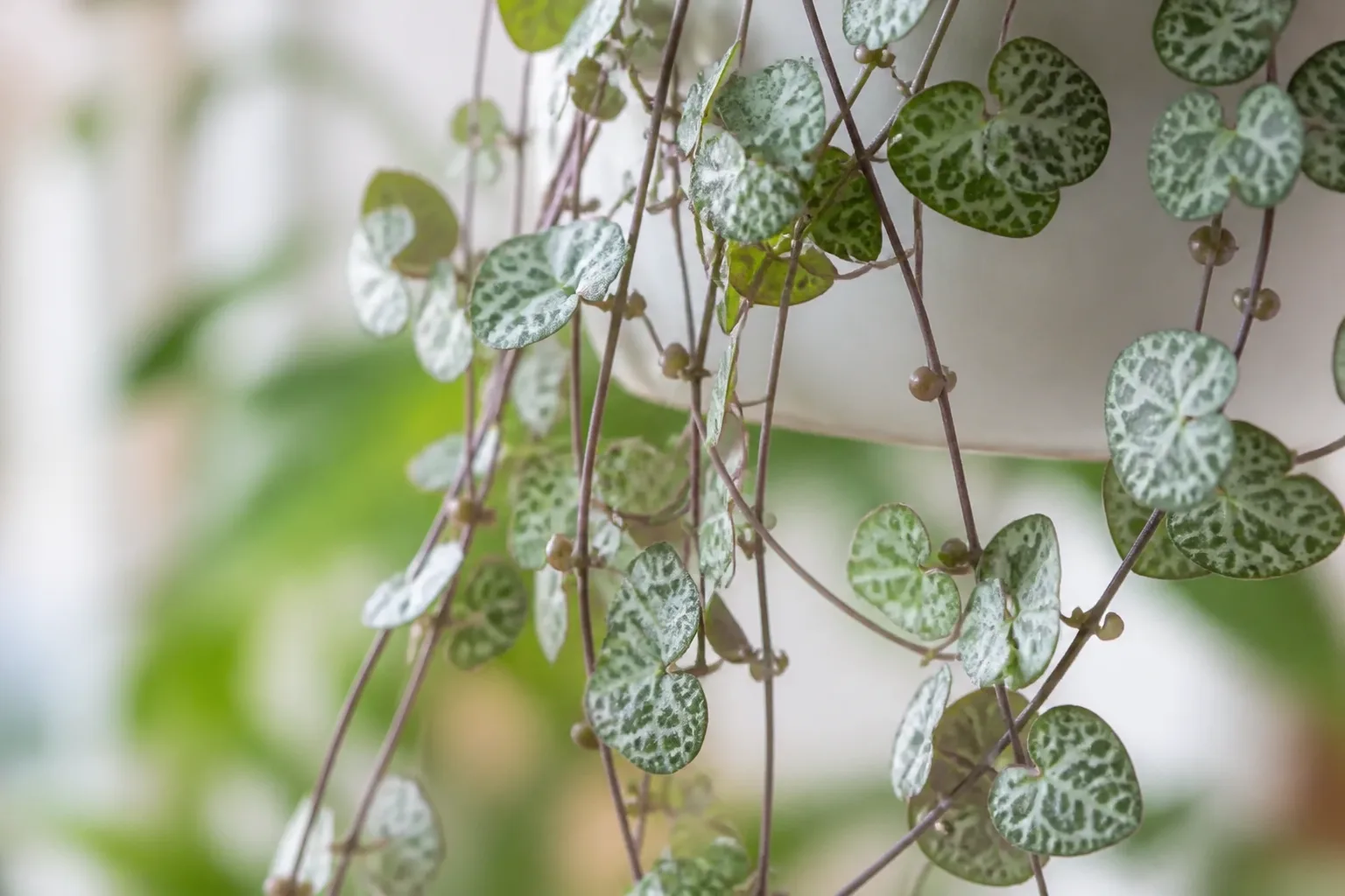 What String Of Hearts Actually Is for what string of hearts actually is