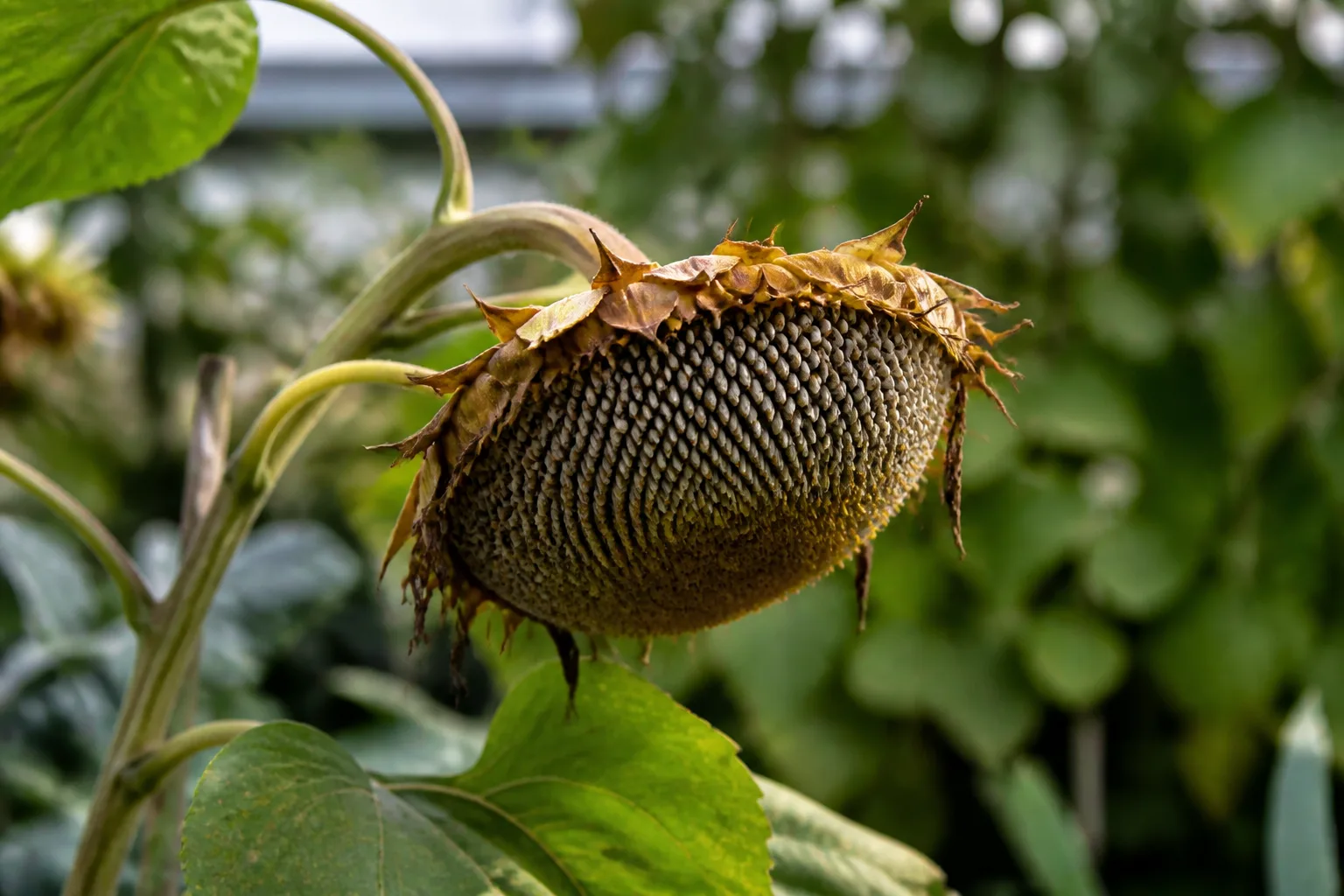 Mature sunflower seed head with yellow-brown back ready for harvest