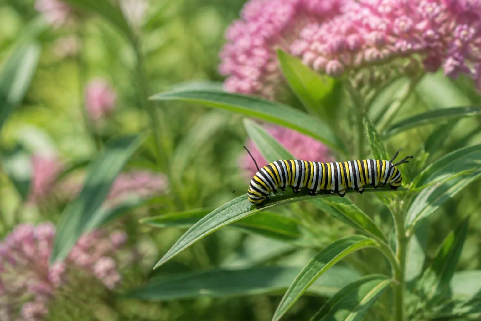 Monarch caterpillar with black, white, and yellow stripes feeding on swamp milkweed leaves beside pink flower clusters