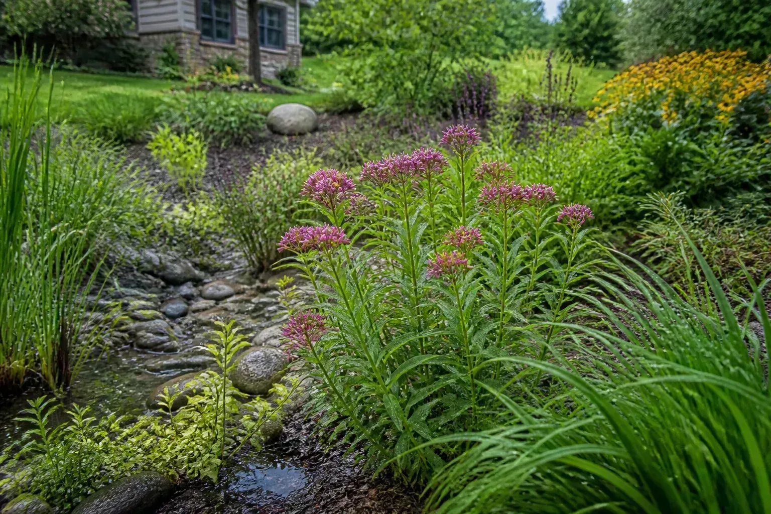Swamp milkweed with pink flower clusters growing in the lower basin of a residential rain garden after rainfall