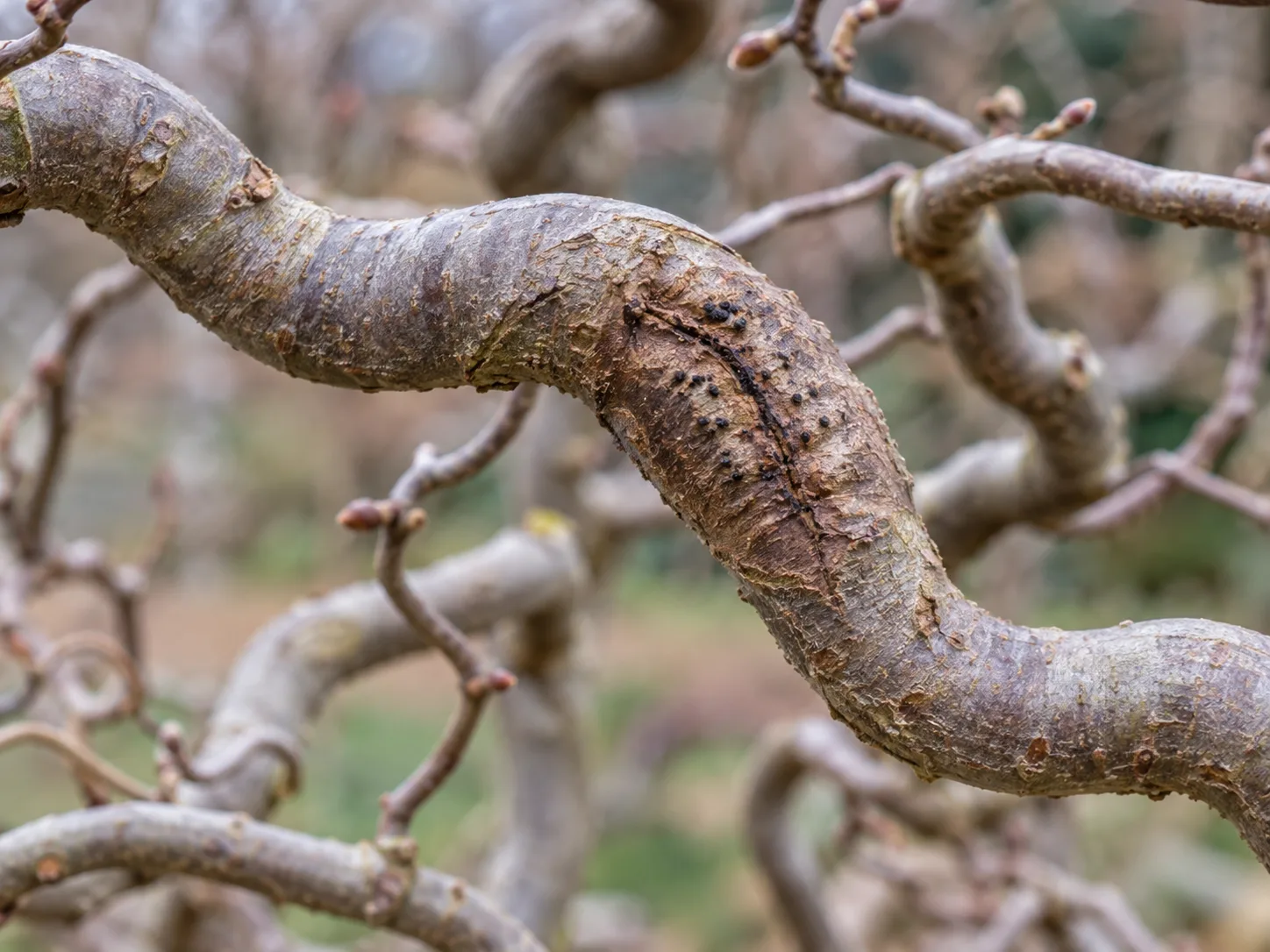 A close view of a twisted hazel branch with a swollen, cracked area and small black fungal structures.