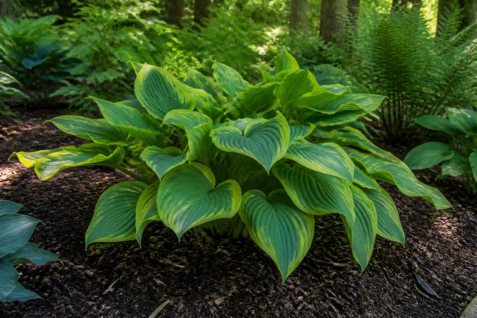 Lush hosta with broad variegated leaves in a shaded woodland garden bed with wood chip mulch