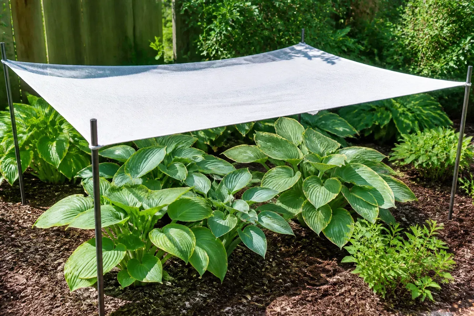 Shade cloth on stakes protecting hosta plants in a sunny summer garden bed