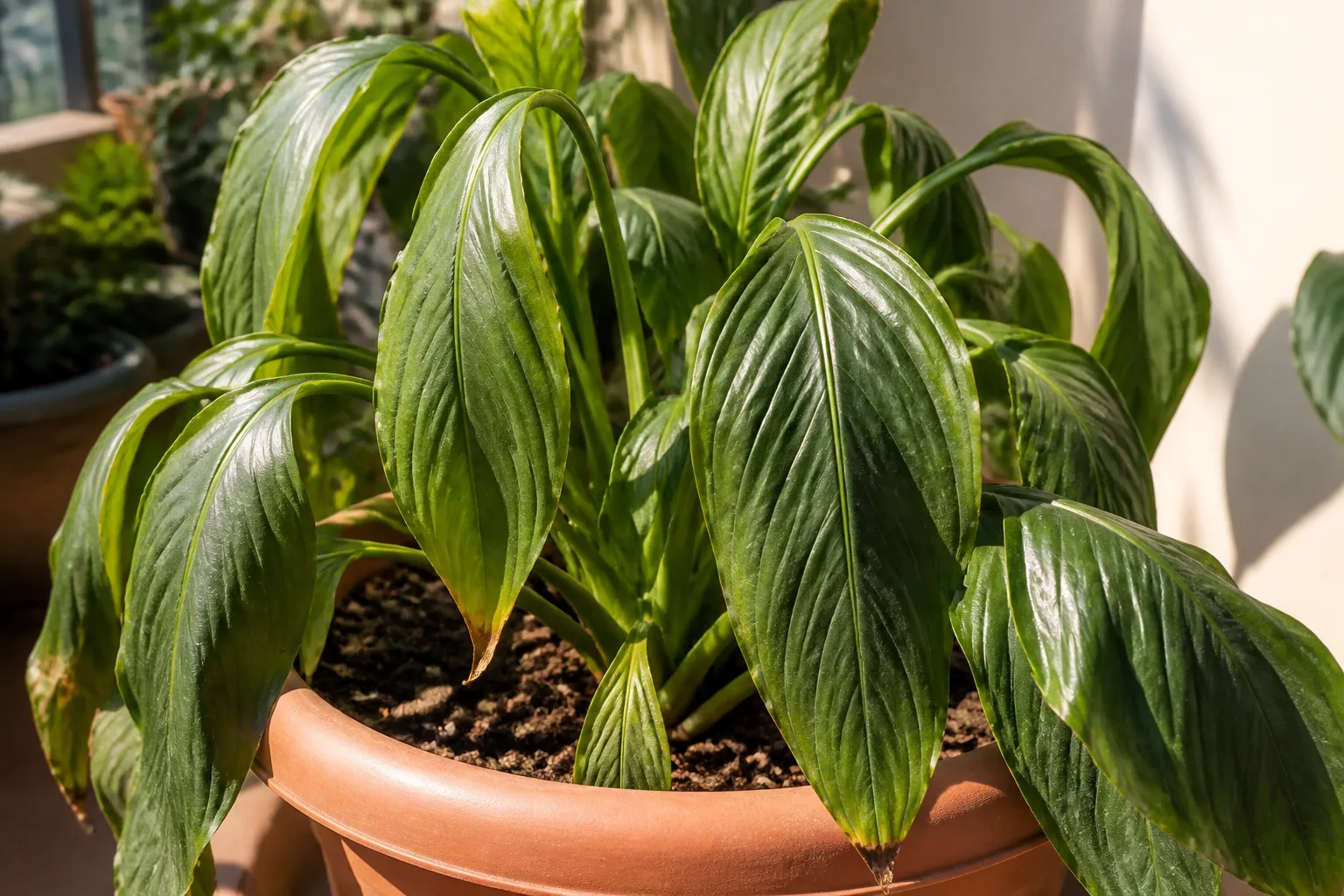 Heat-stressed houseplant leaves drooping in bright sun on a balcony