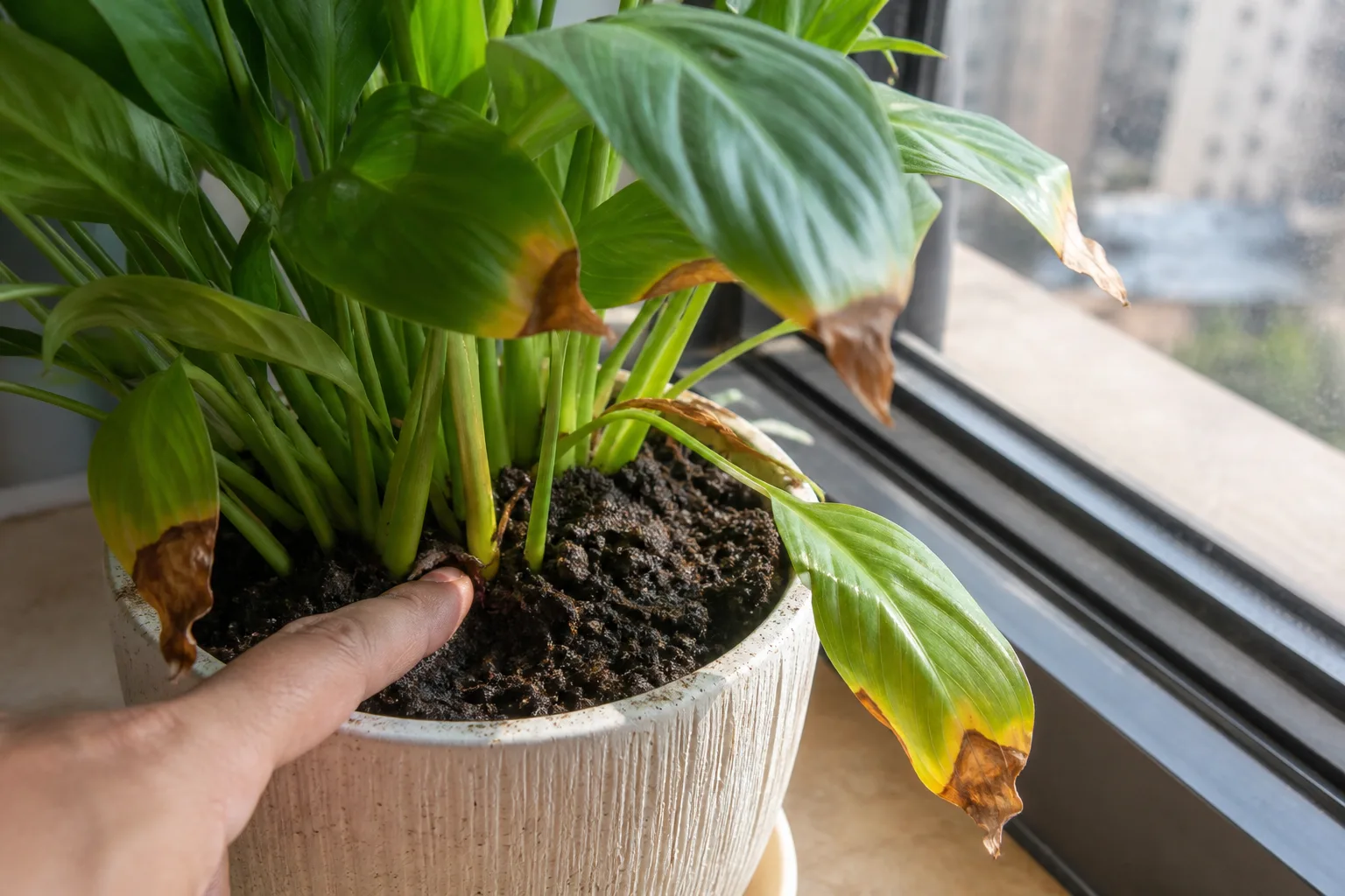 Crispy brown leaf tips on a houseplant while the potting mix is still moist — classic dry-air stress with wet roots