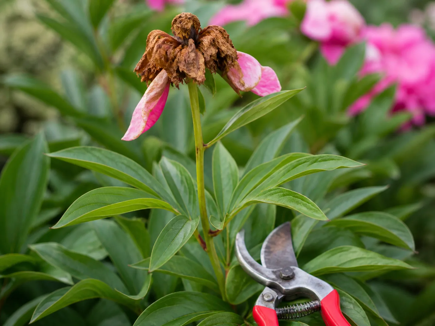 Faded peony flower above healthy foliage with clean bypass pruners at the cut point