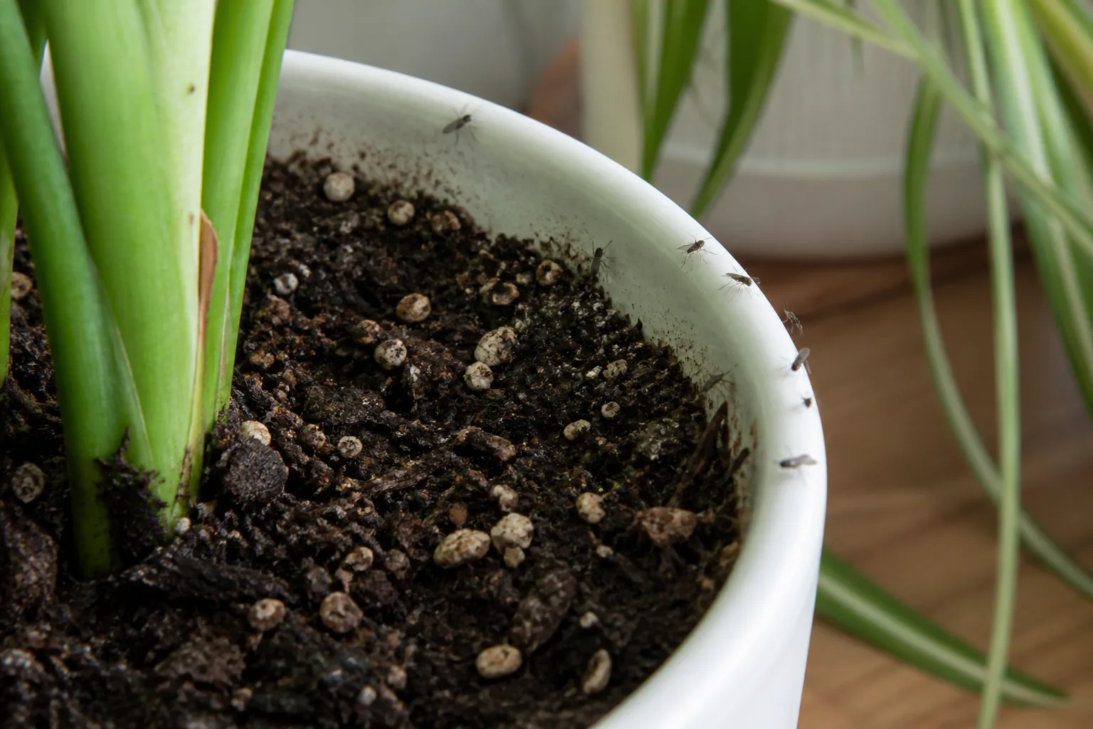 How I Knew It Was Fungus Gnats Not Fruit Flies Or Drain Flie for how i knew it was fungus gnats — not fruit flies or drain.