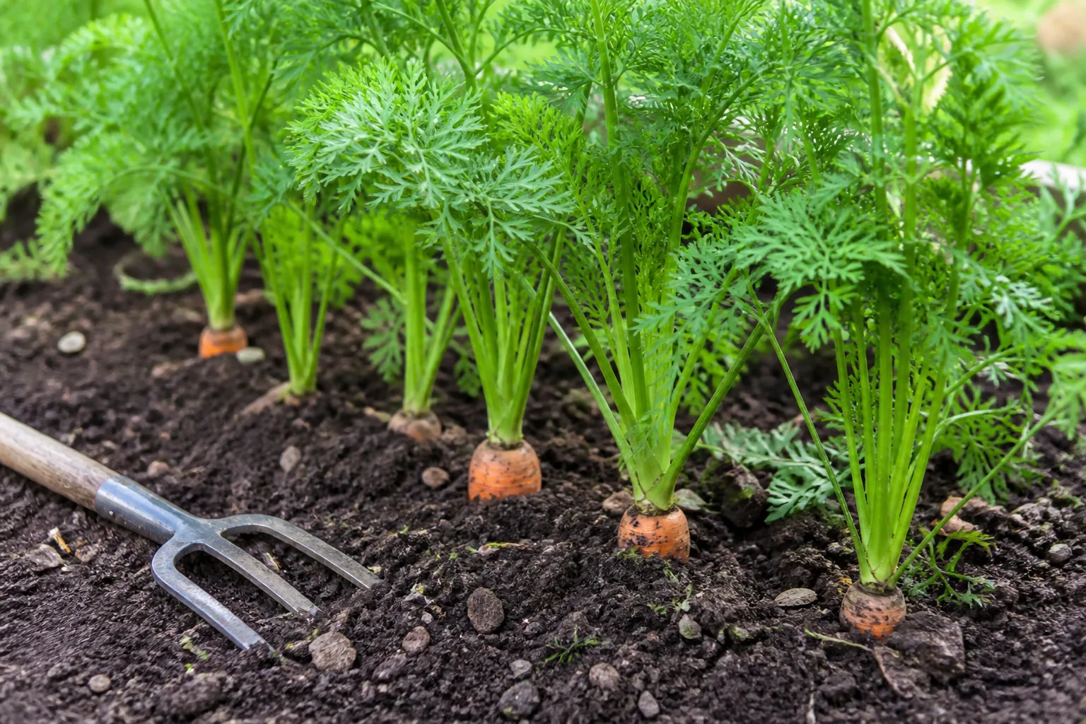 Carrot shoulders showing above loose soil at several harvest sizes