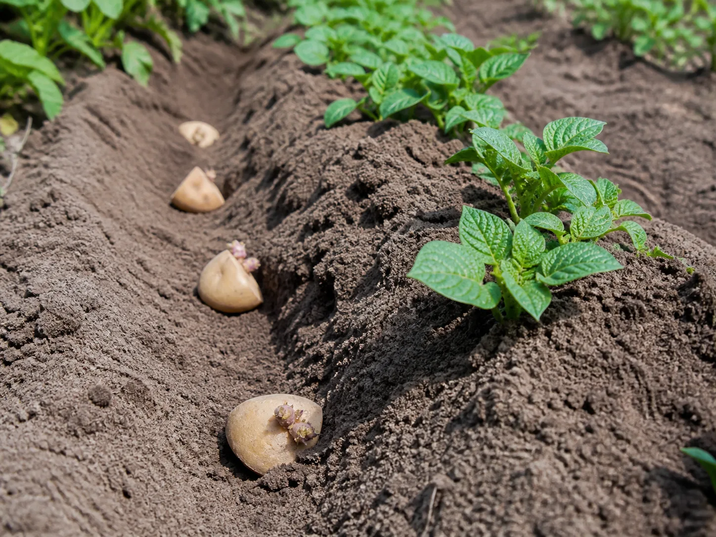 Young potato plants growing beside seed pieces in a freshly hilled garden ridge