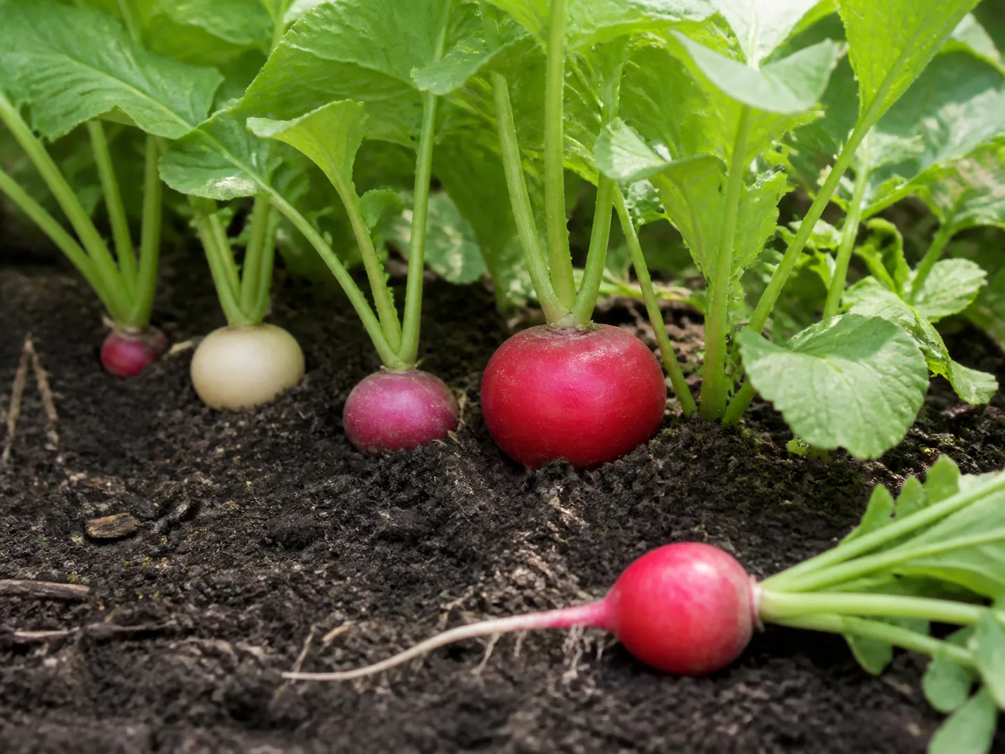 Radish shoulders showing above the soil at different harvest sizes