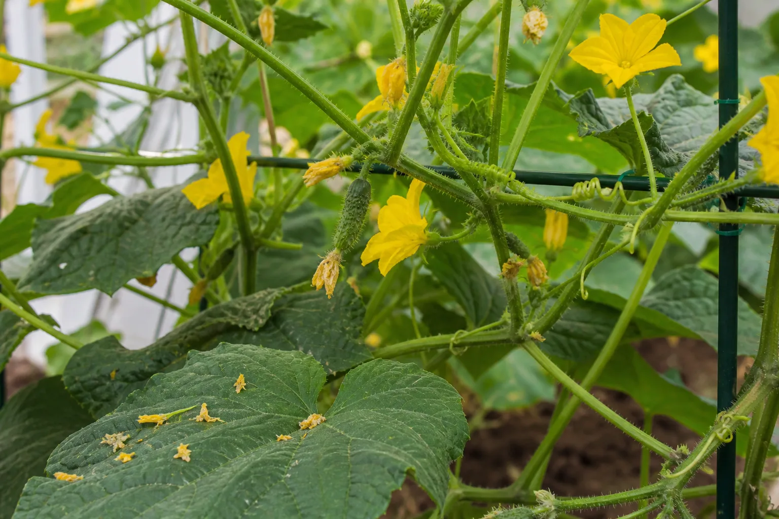 Diagnose A Cucumber Plant With Flowers But Few Fruits for diagnose a cucumber plant with flowers but few fruits