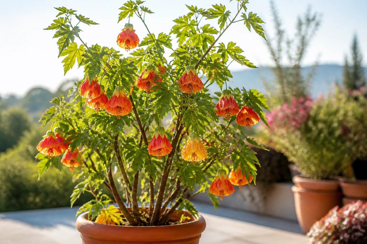 Abutilon flowering maple shrub in a terracotta patio pot with pendulous orange bell-shaped flowers and maple-like lobed green leaves in soft morning sunlight