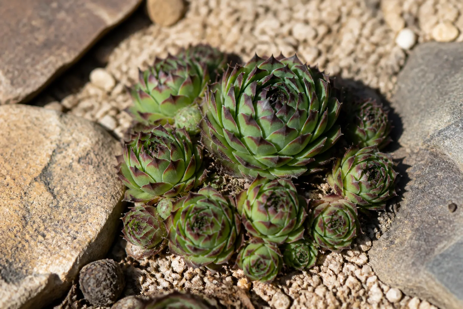 Sempervivum hens and chicks succulent colony with red-tipped rosettes spreading in a sunny gravel rock garden