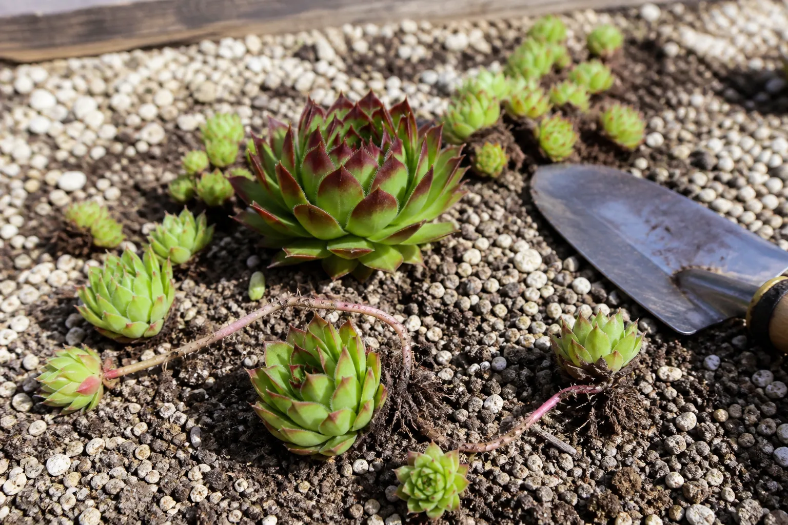 Sempervivum chick offsets with stolons ready to plant in gritty succulent mix
