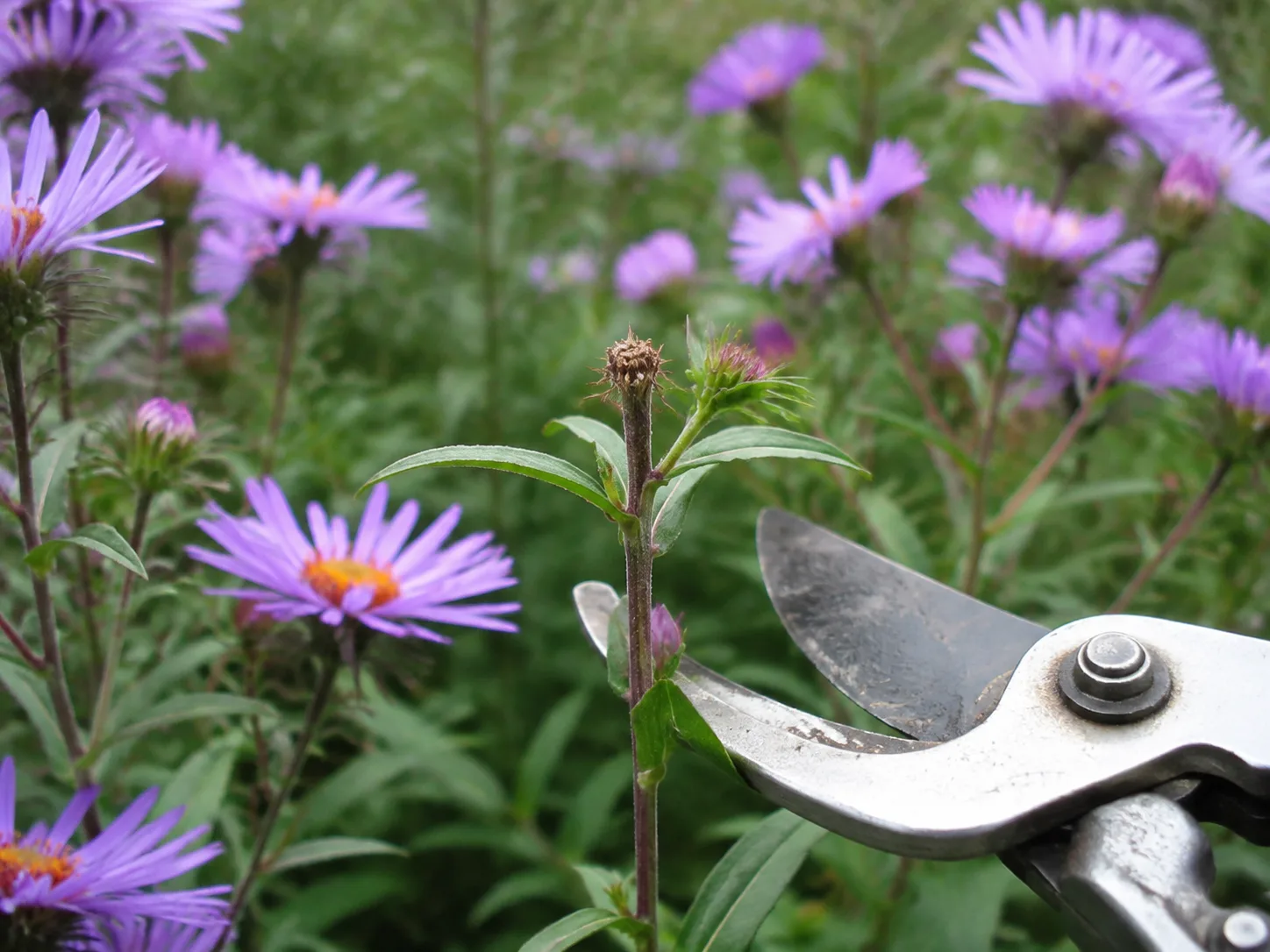 A fading aster flower head above a healthy node and side bud, with clean bypass pruners positioned for a precise deadheading cut