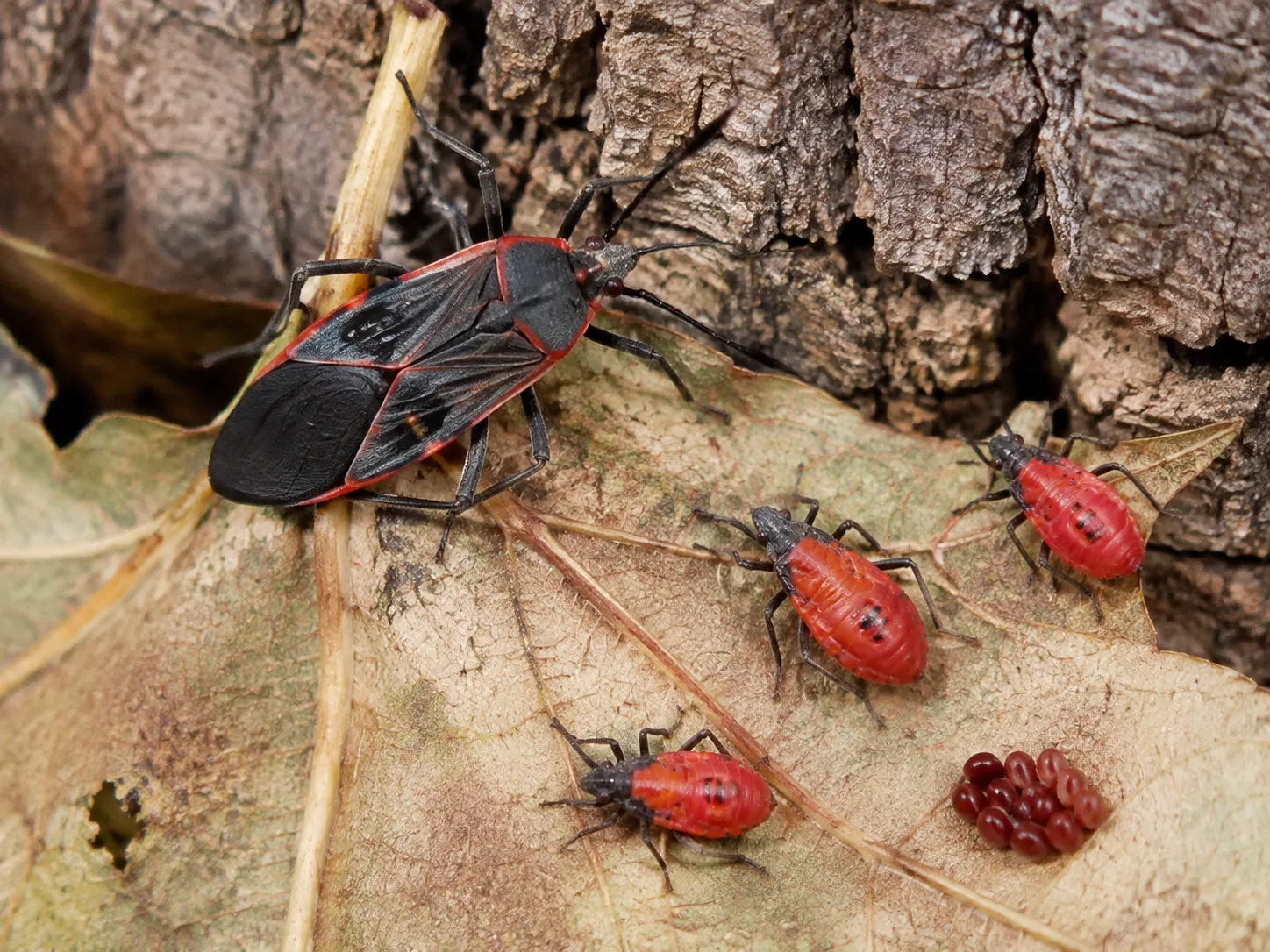 Adult and bright red nymph boxelder bugs on a leaf beside a bark crevice