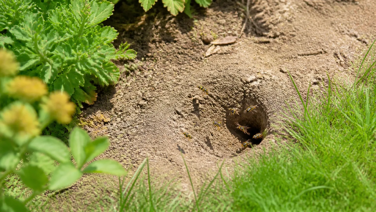 Ground-nesting yellowjackets flying around a soil entrance beside a garden bed