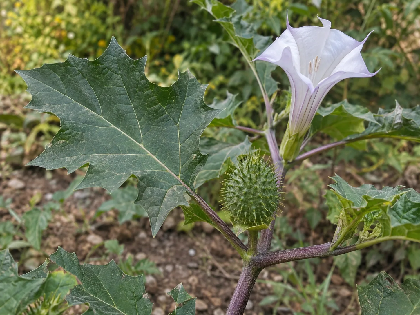 Large white trumpet flower, deeply lobed leaf, and spiny seedpod help show the distinctive shape of a jimsonweed plant