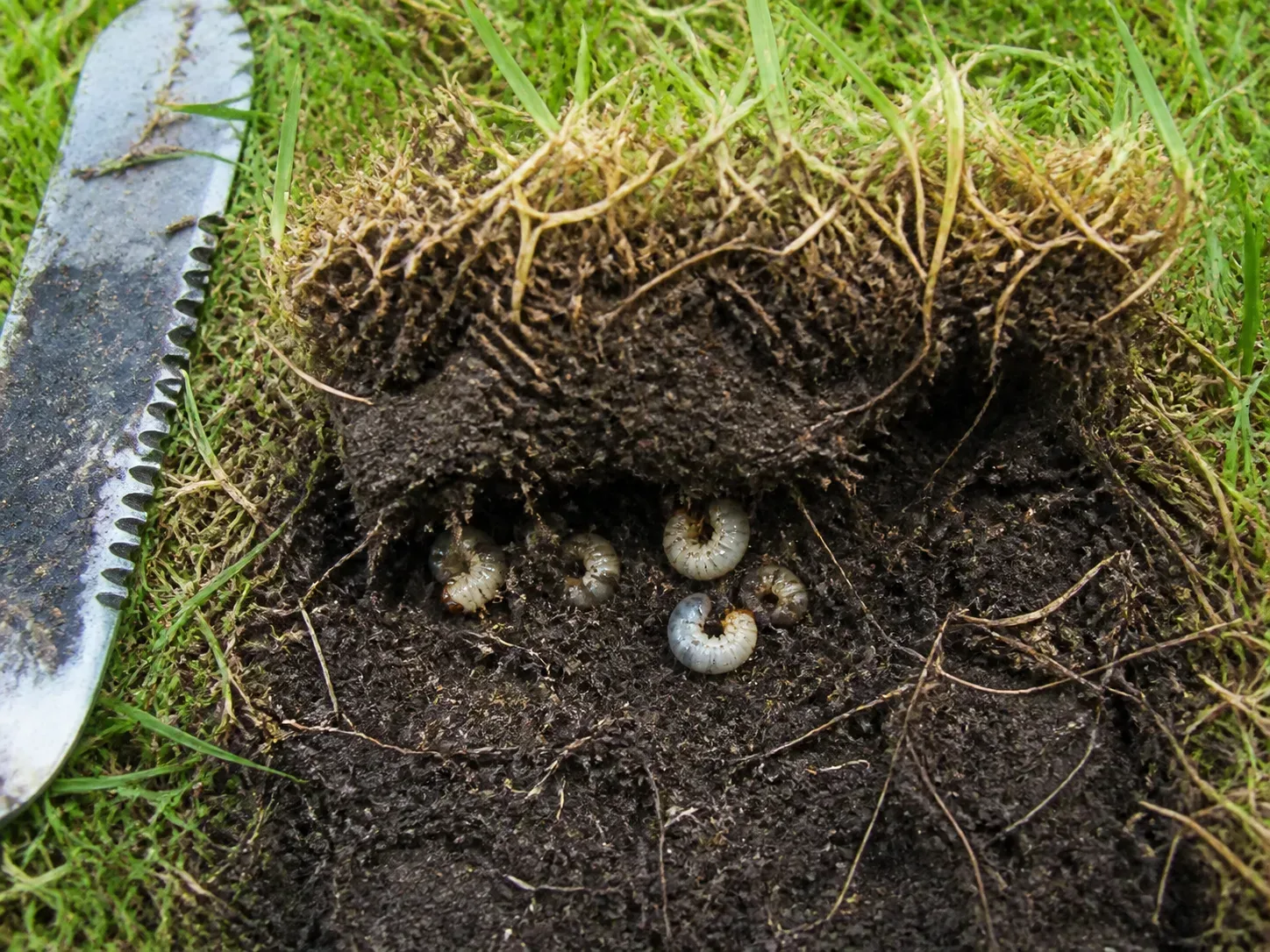 A peeled square of turf reveals white C-shaped lawn grubs in the root zone beside a garden spade