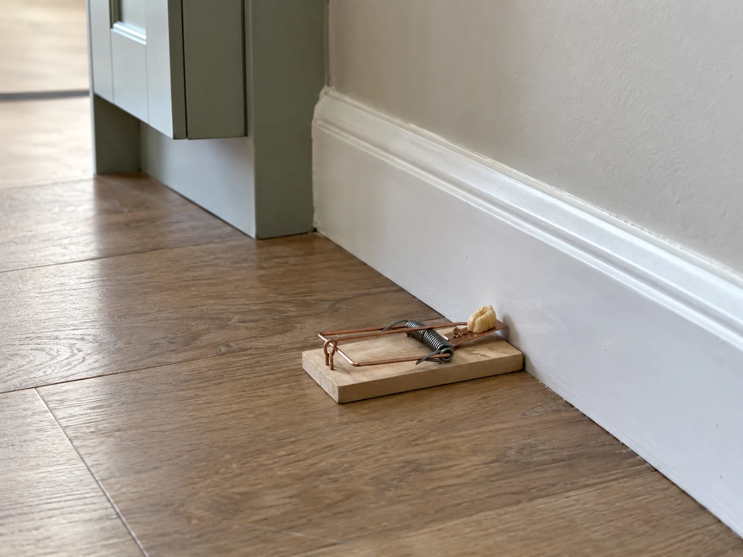 Mouse snap trap set perpendicular to a baseboard with the bait end close to the wall