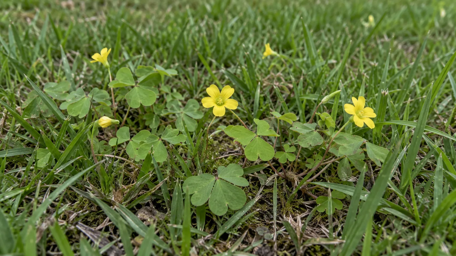 Low-growing creeping wood sorrel with yellow flowers among lawn grass